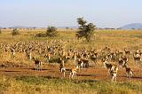 TANZANIA - Serengeti National Park - Gazzelle di Thomson - 1